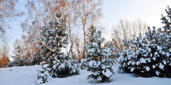 winter forest with pine trees and snow